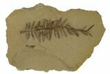Dawn Redwood (Metasequoia) Fossil - Montana #165217-1